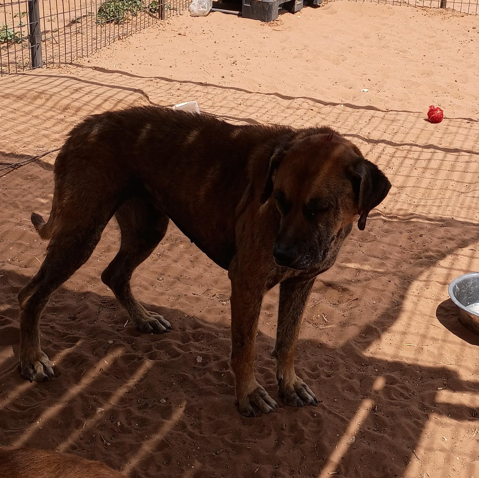 Enlarge Rowdy, a Adoptable mixed breed in Anton, TX image 3/5