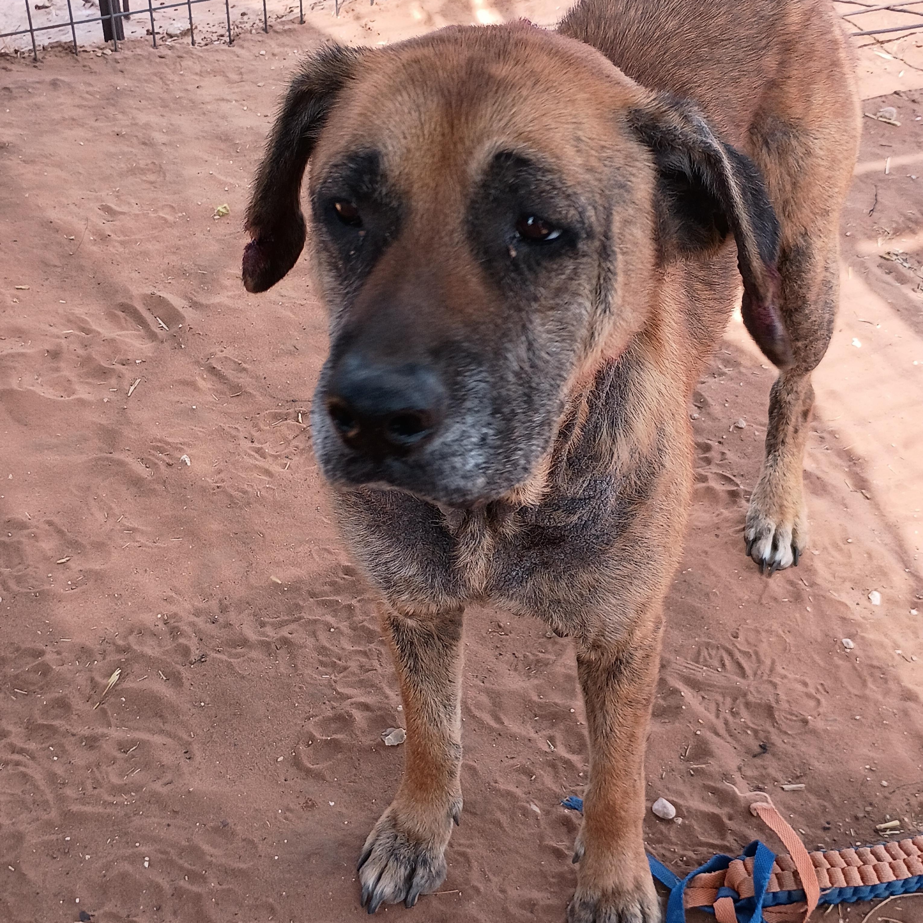 Enlarge Rowdy, a Adoptable mixed breed in Anton, TX image 2/5