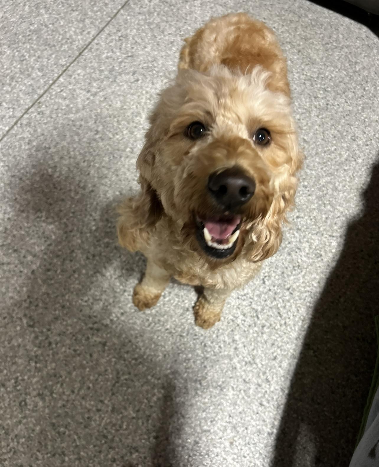 Willow , a Adoptable Goldendoodle in Antwerp, OH image 1/5