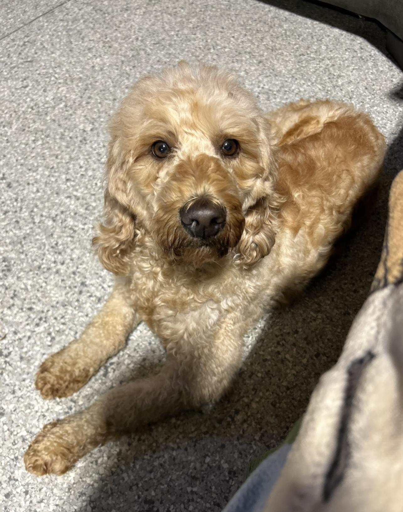 Willow , a Adoptable Goldendoodle in Antwerp, OH image 2/5