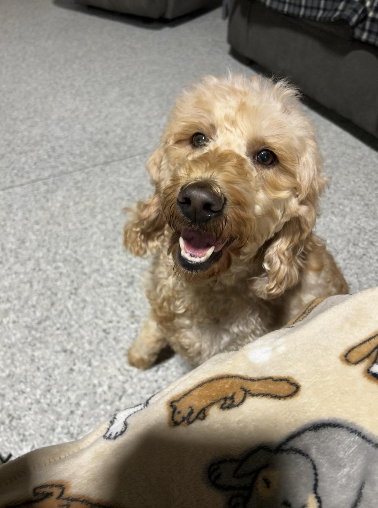 Willow , a Adoptable Goldendoodle in Antwerp, OH image 4/5