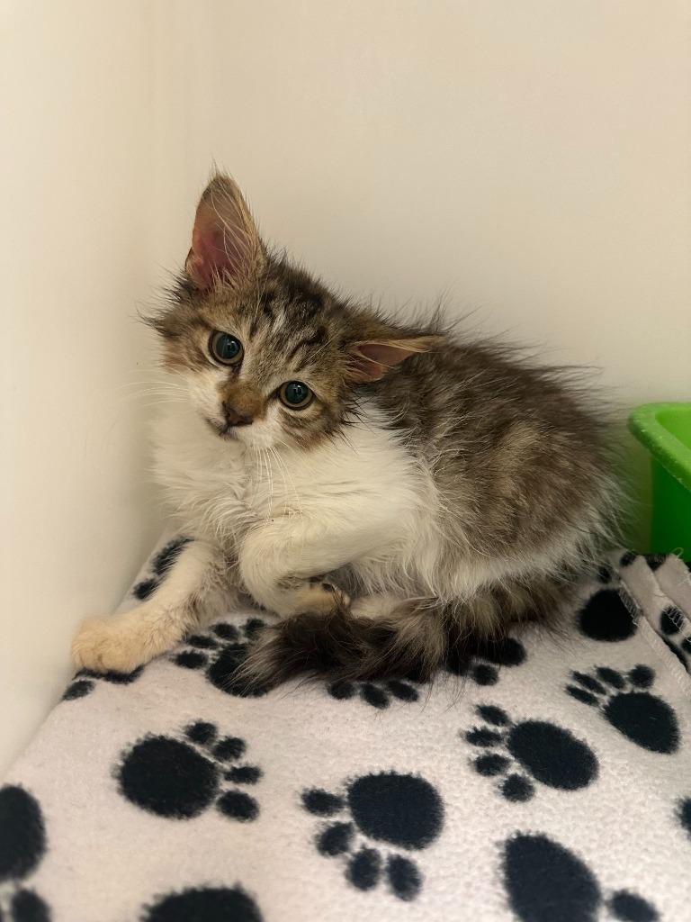 Loretta Lynn, Adopted, Young Female Domestic Medium Hair.