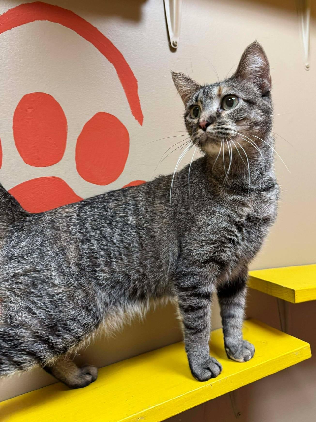 Enlarge Milly, an adopted mixed breed in Maryville, MO image 1/4