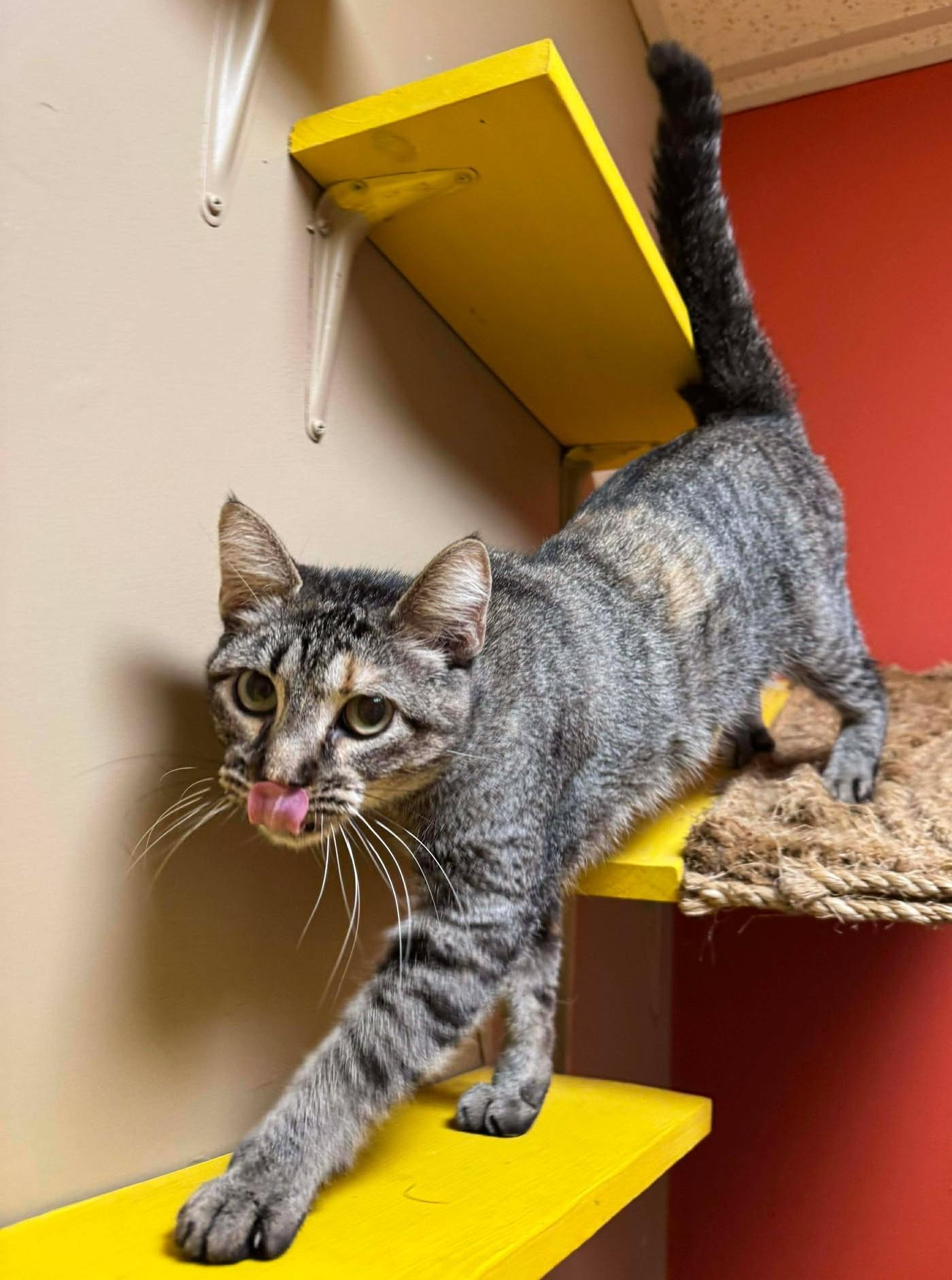 Enlarge Milly, an adopted mixed breed in Maryville, MO image 2/4