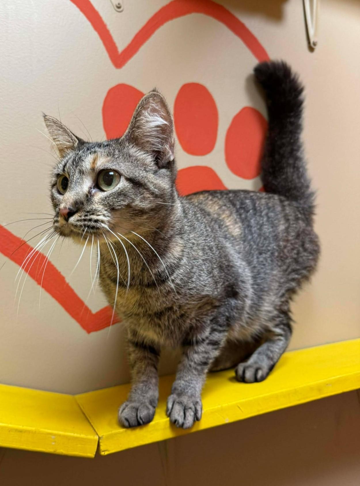 Enlarge Milly, an adopted mixed breed in Maryville, MO image 3/4