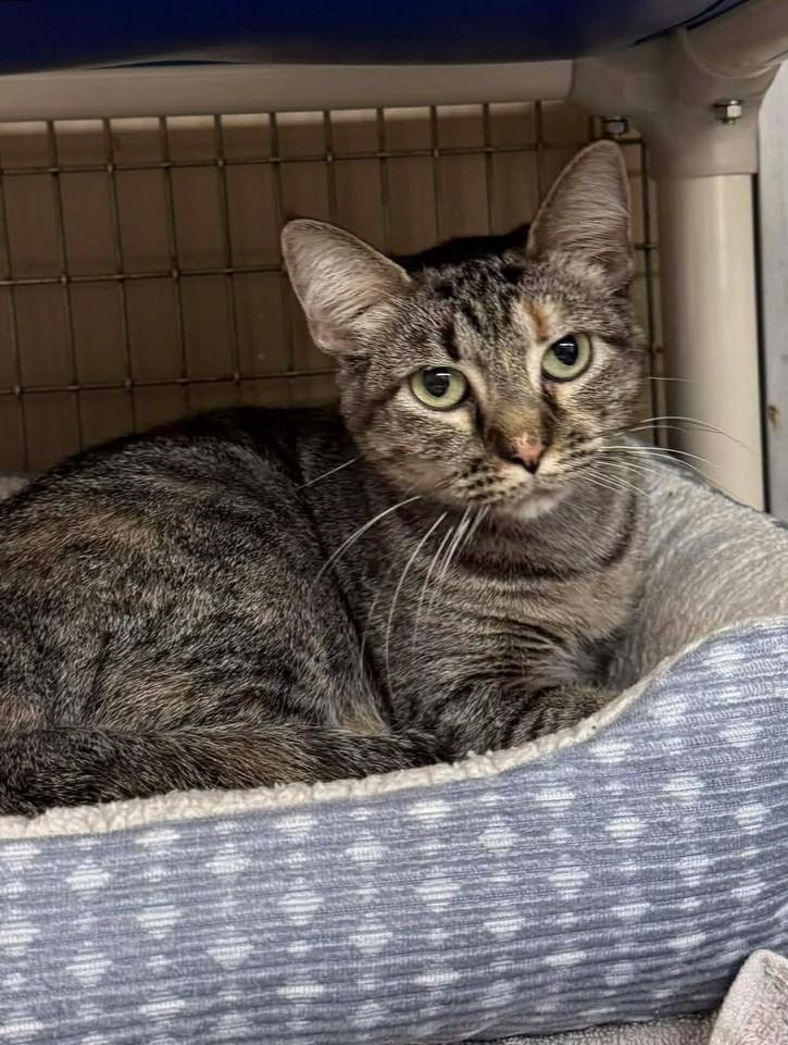 Enlarge Milly, an adopted mixed breed in Maryville, MO image 4/4