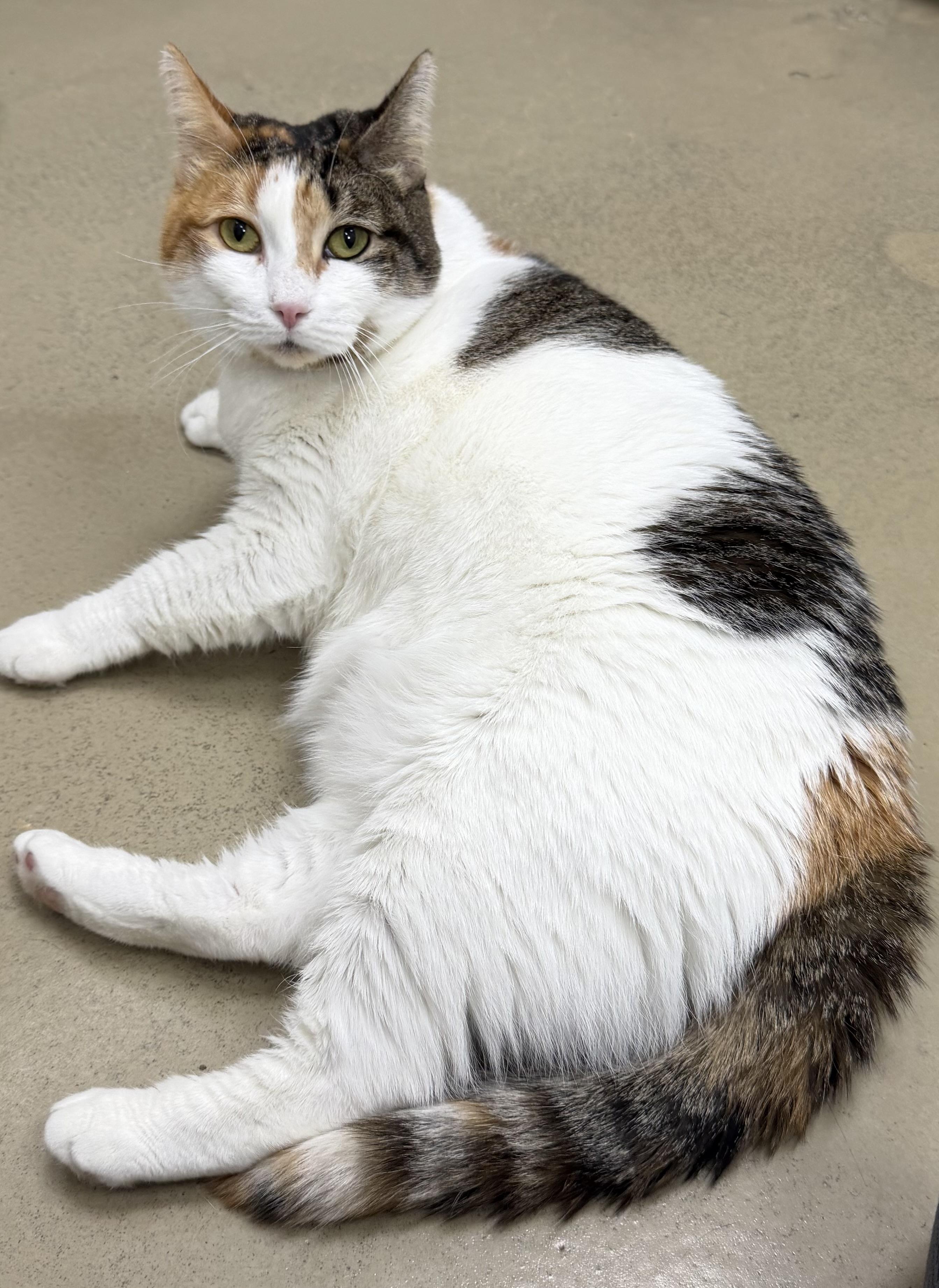 Daisy, ADOPTABLE, Adult Female Domestic Short Hair.