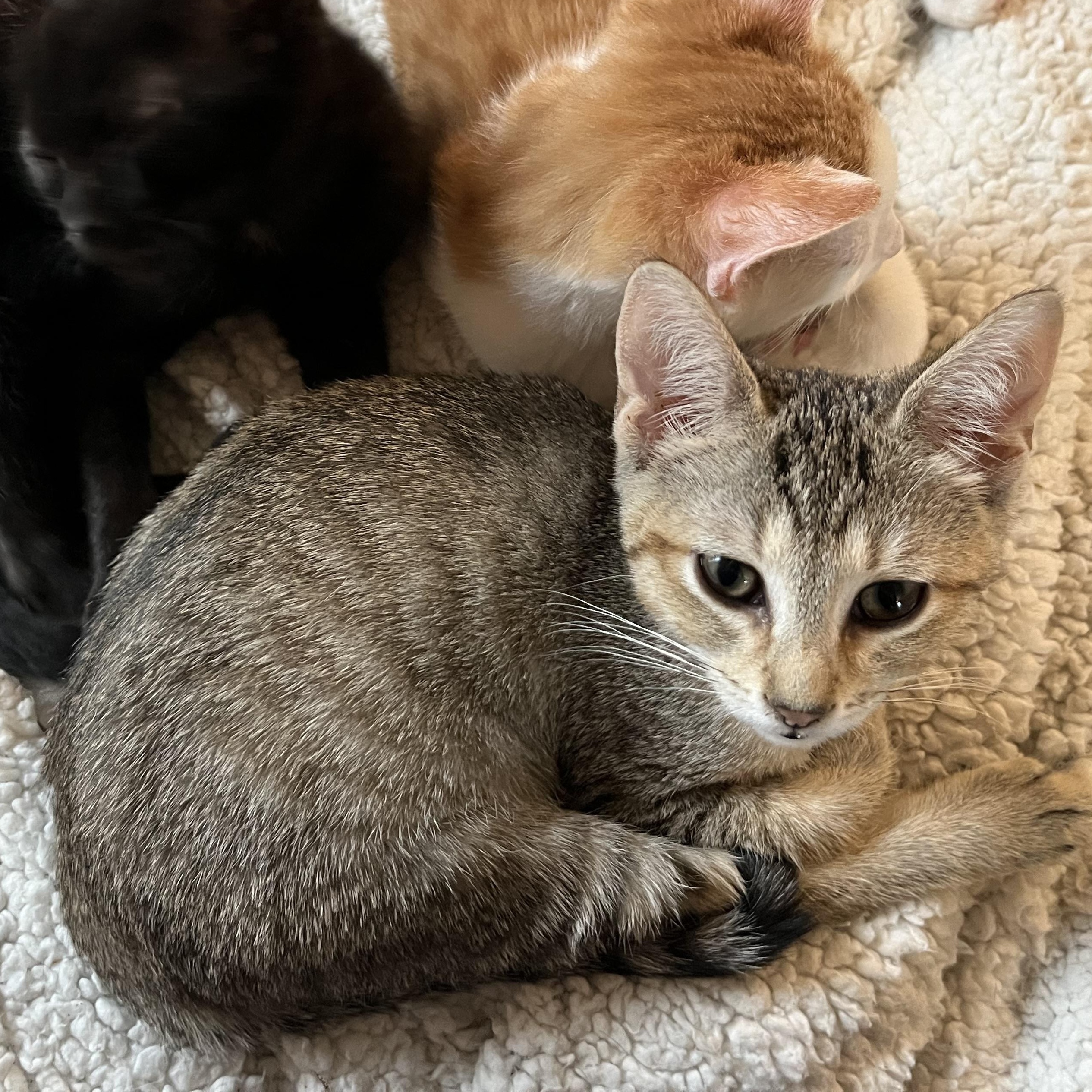 Nettle, adopted, Kitten Female Domestic Short Hair.