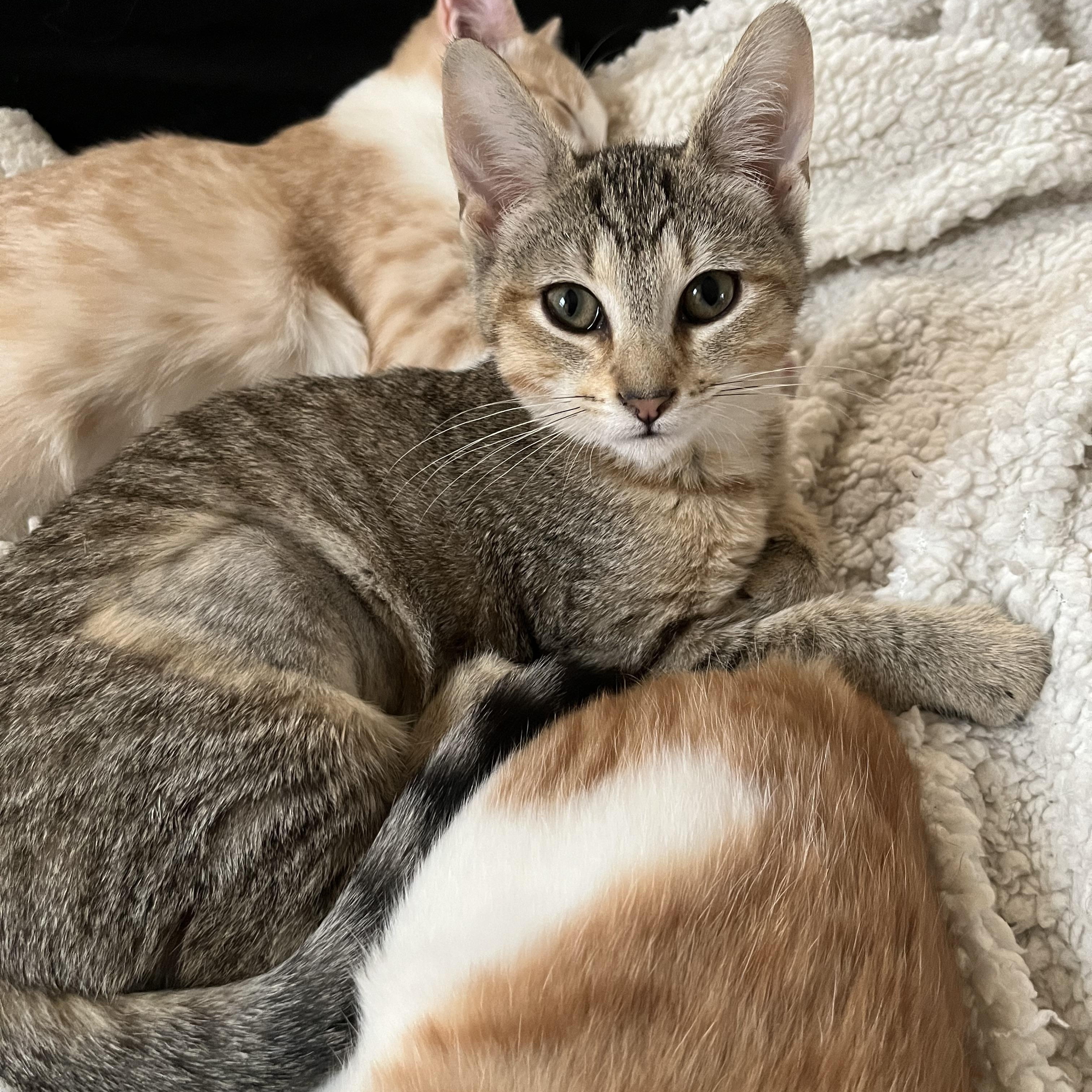 Enlarge Nettle, an adopted Domestic Short Hair in Elkton, MD image 2/3