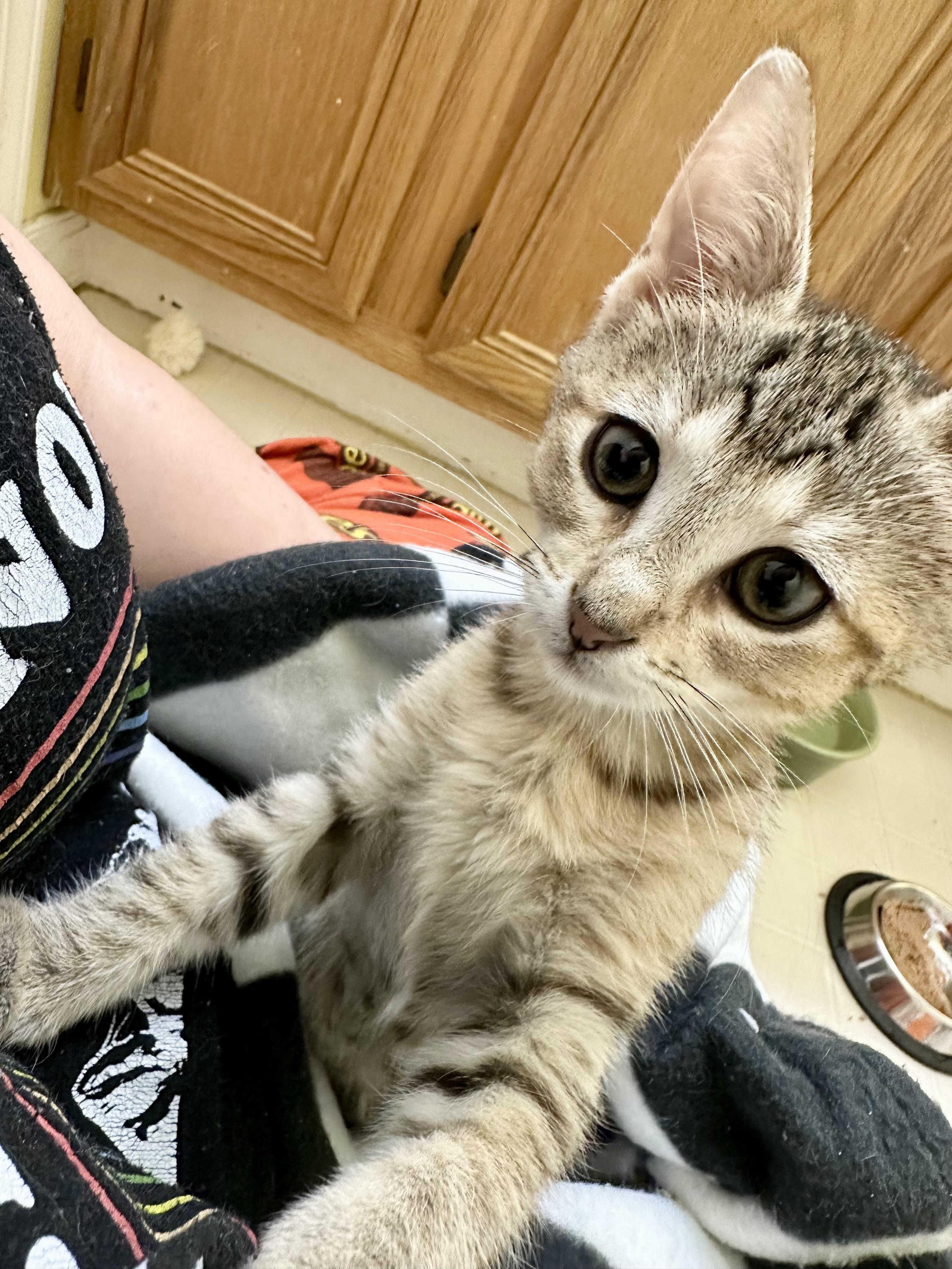 Enlarge Nettle, an adopted Domestic Short Hair in Elkton, MD image 3/3