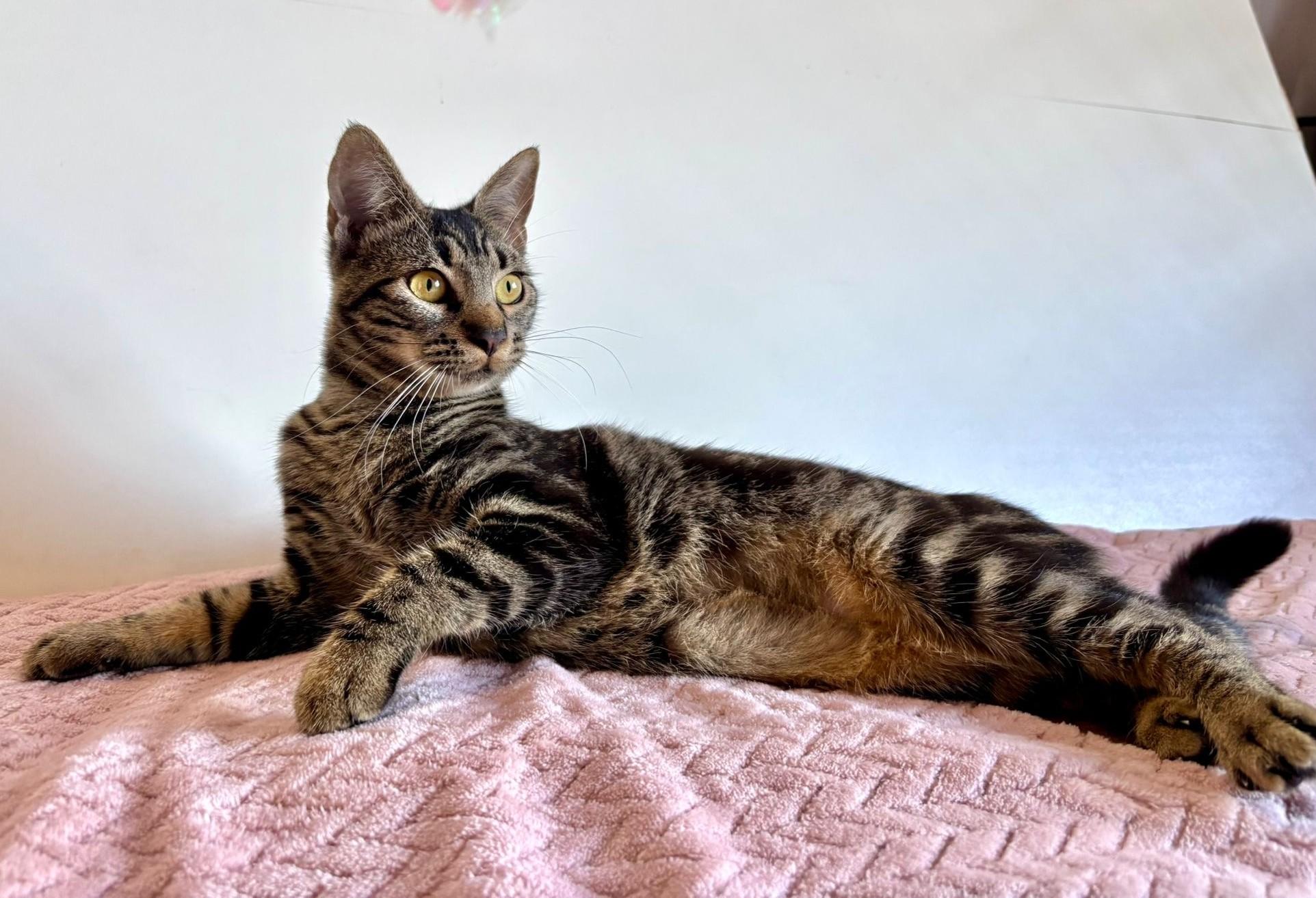 Alexa, an adoption pending American Shorthair in Somerville, MA image 1/6
