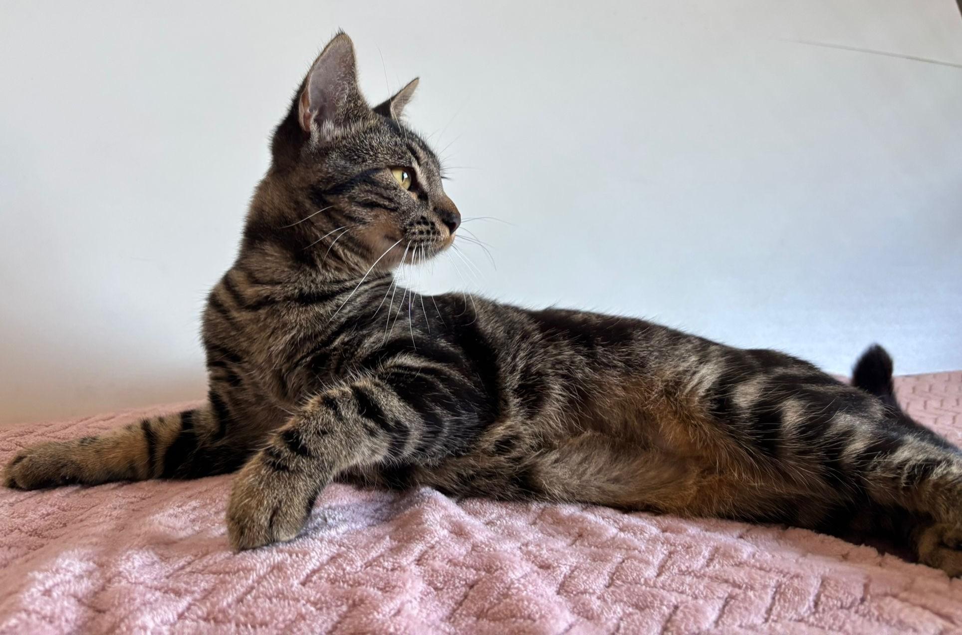 Alexa, an adoption pending American Shorthair in Somerville, MA image 5/6