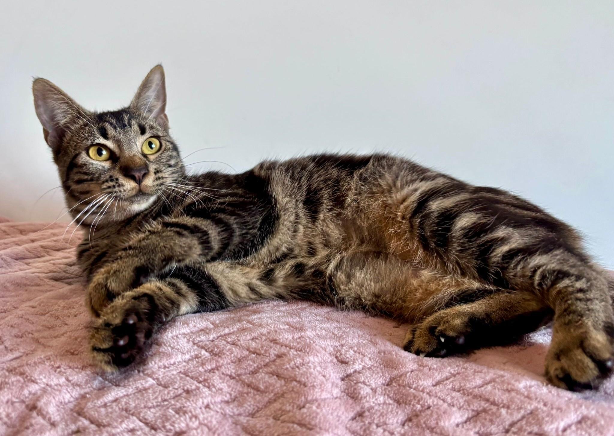 Alexa, an adoption pending American Shorthair in Somerville, MA image 4/6