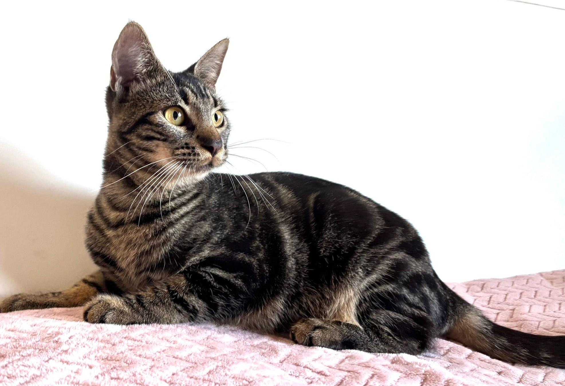 Alexa, an adoption pending American Shorthair in Somerville, MA image 2/6