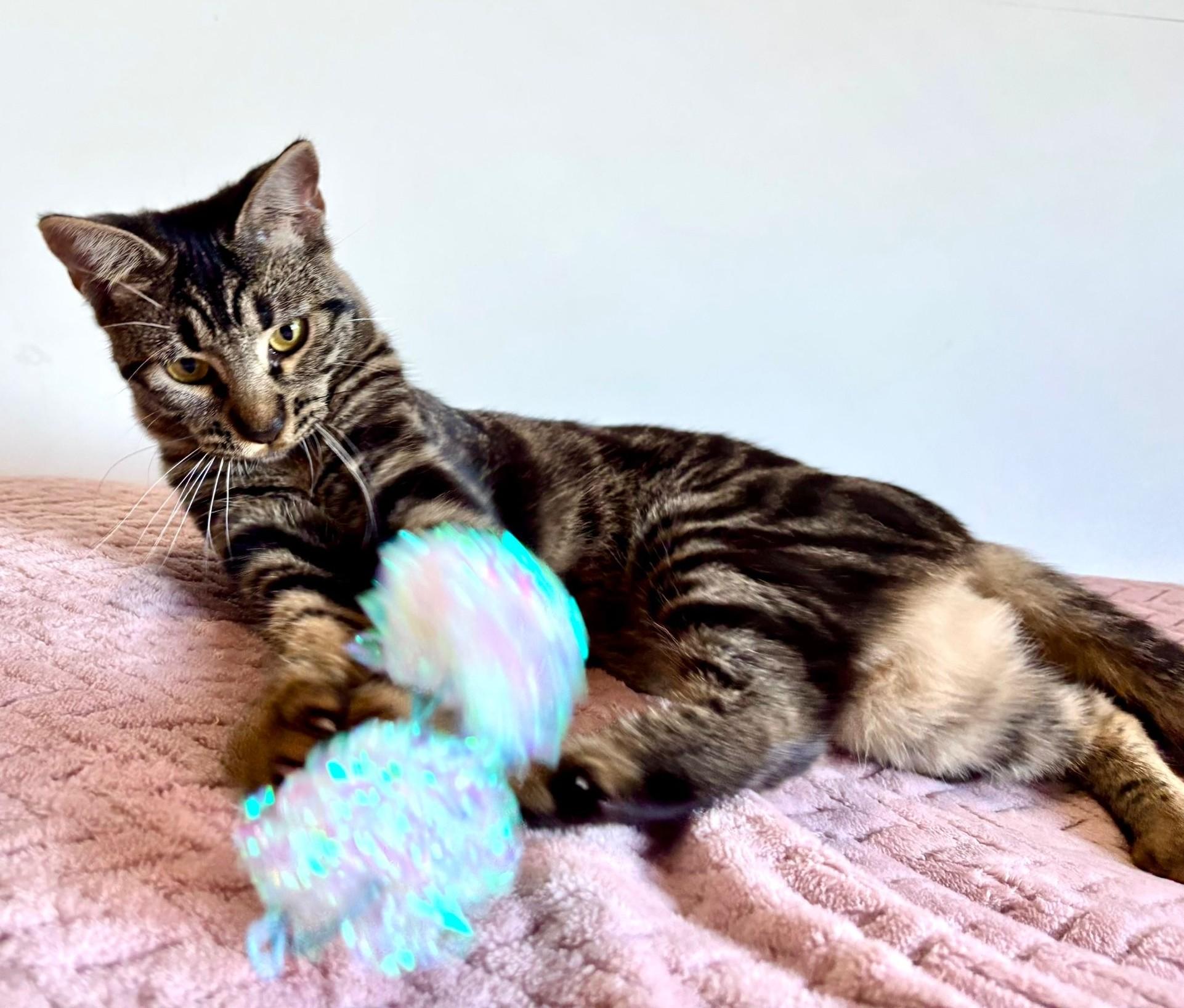 Alexa, an adoption pending American Shorthair in Somerville, MA image 6/6