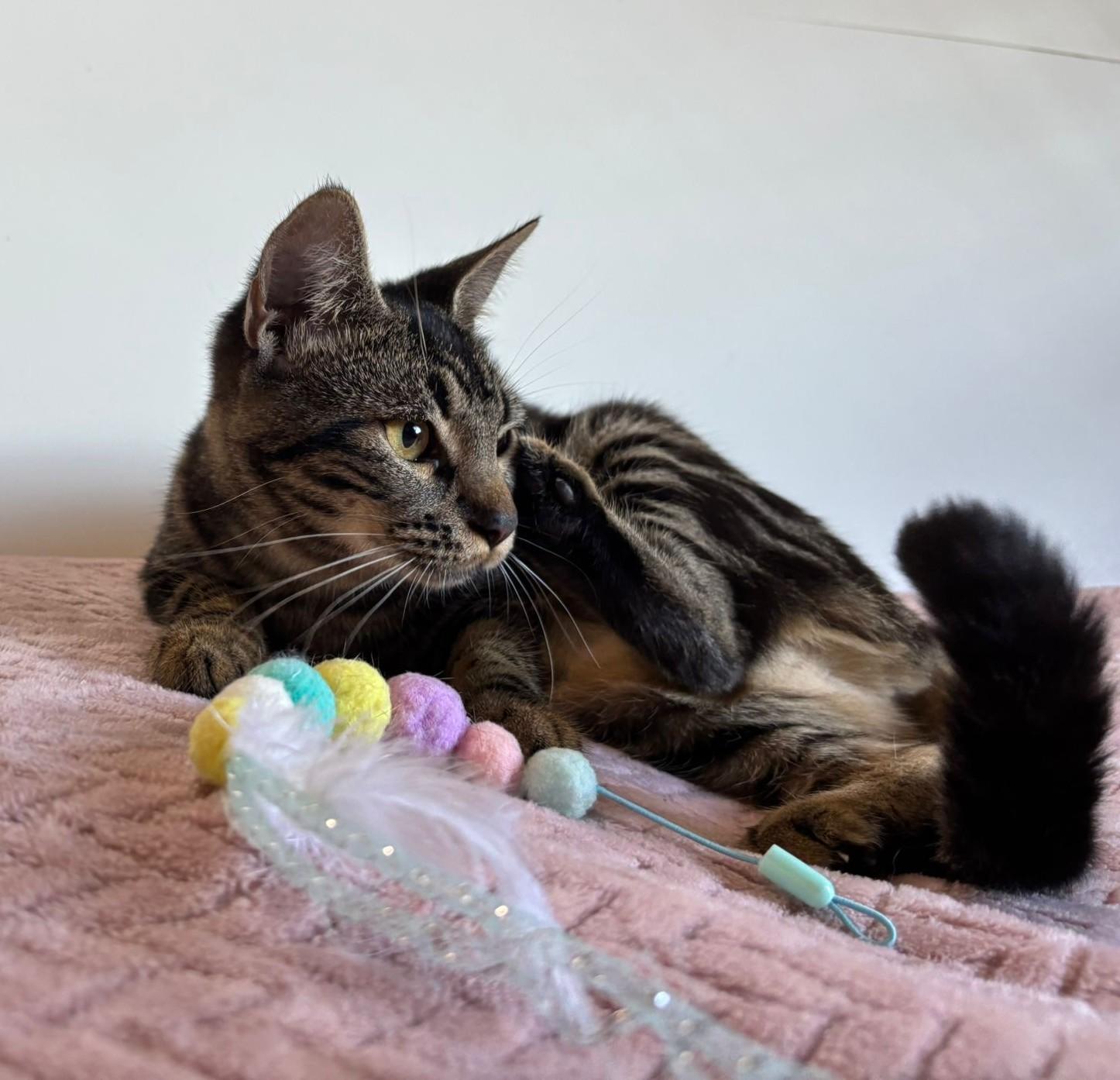 Alexa, an adoption pending American Shorthair in Somerville, MA image 3/6