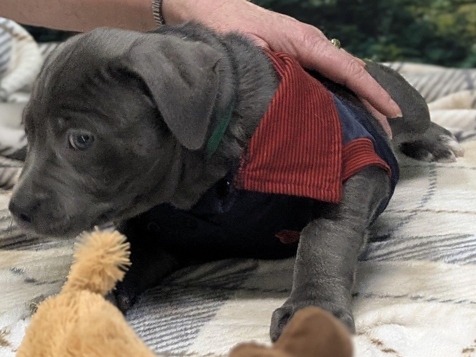 Enlarge Cosimo, an adopted mixed breed in Monroe, WA image 2/6
