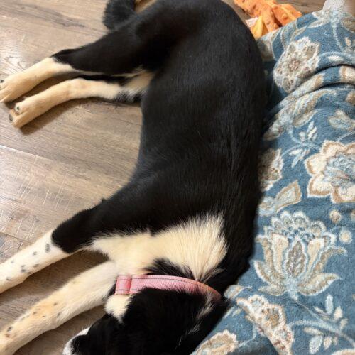Enlarge Ida, a Adoptable mixed breed in Christiansburg, VA image 1/5