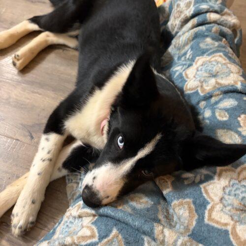Enlarge Ida, a Adoptable mixed breed in Christiansburg, VA image 2/5