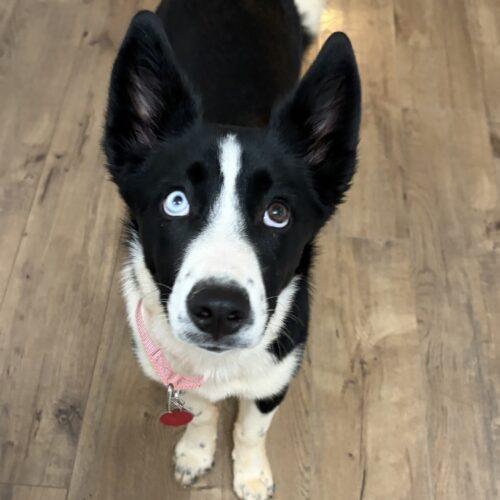 Enlarge Ida, a Adoptable mixed breed in Christiansburg, VA image 3/5