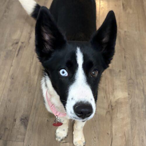 Enlarge Ida, a Adoptable mixed breed in Christiansburg, VA image 4/5