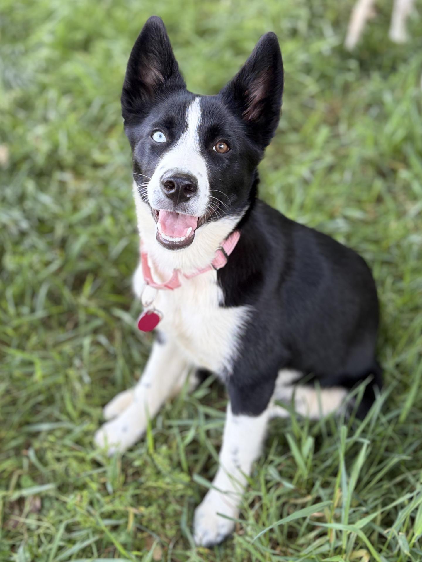 Enlarge Ida, a Adoptable mixed breed in Christiansburg, VA image 5/5
