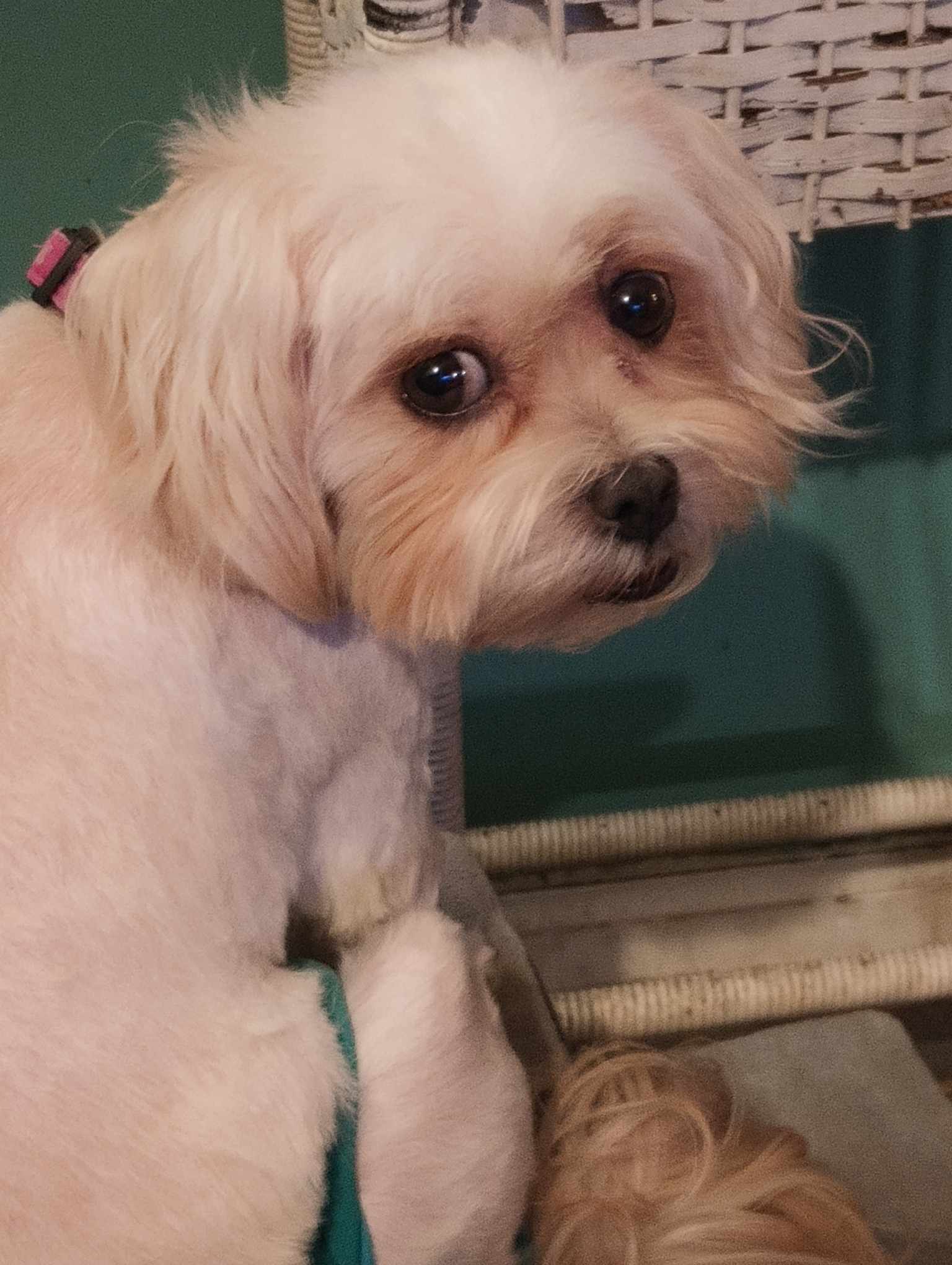 Sadie, born January 24, 2020 photo 4