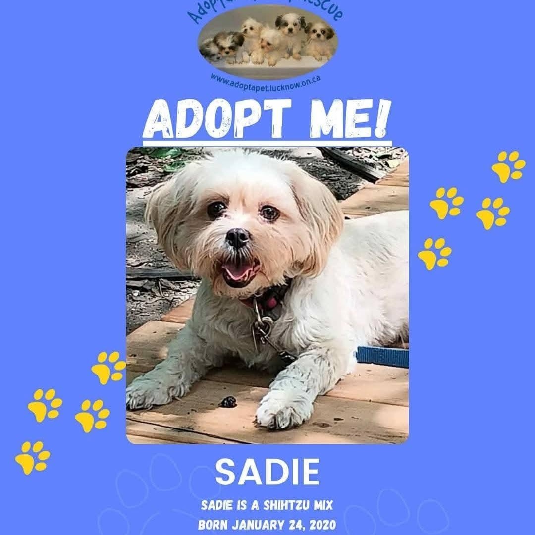 Sadie, born January 24, 2020, Adoptable, Adult Female Shih Tzu.