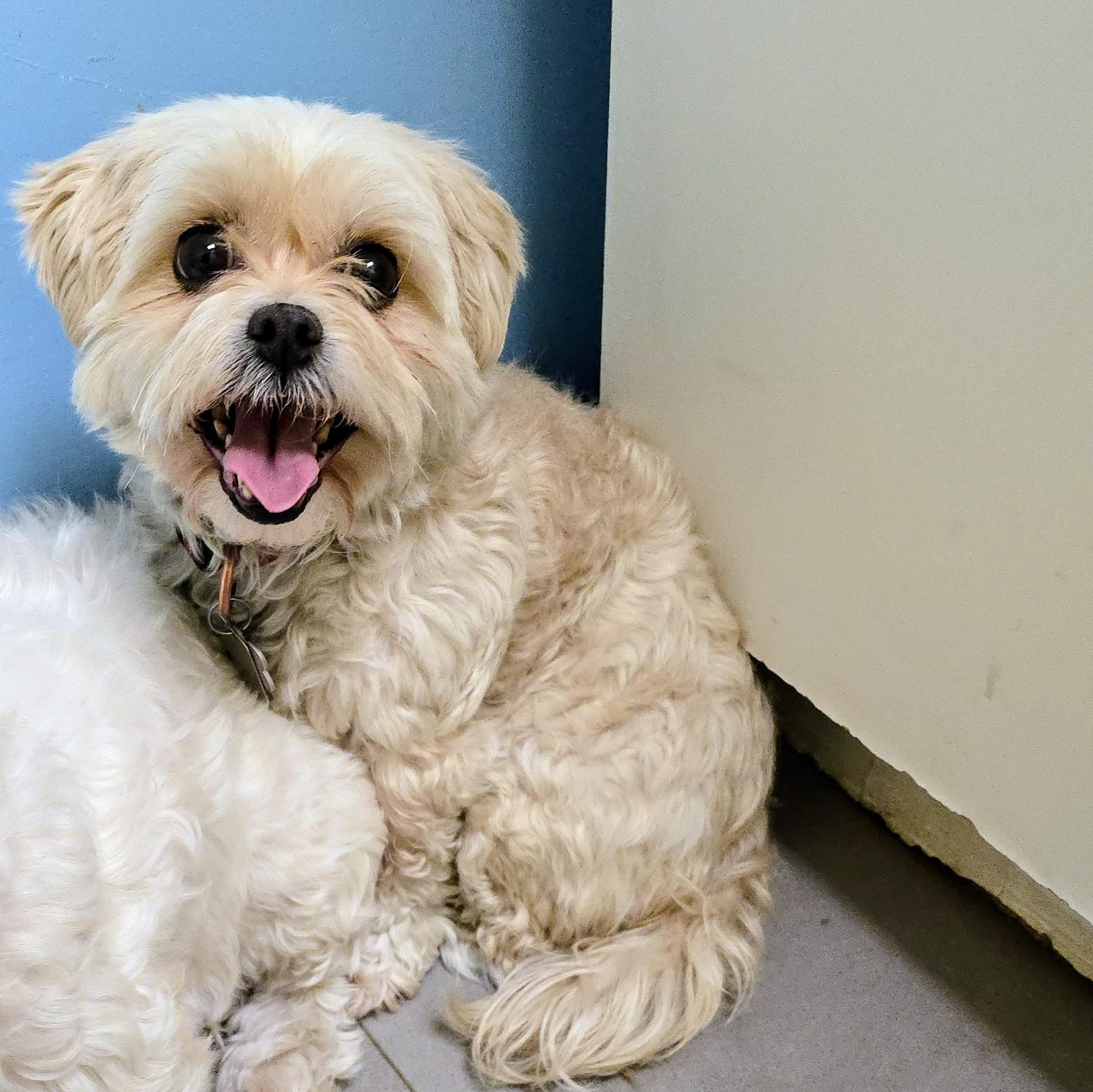 Sadie, born January 24, 2020, a Adoptable Shih Tzu in Lucknow, ON image 1/6