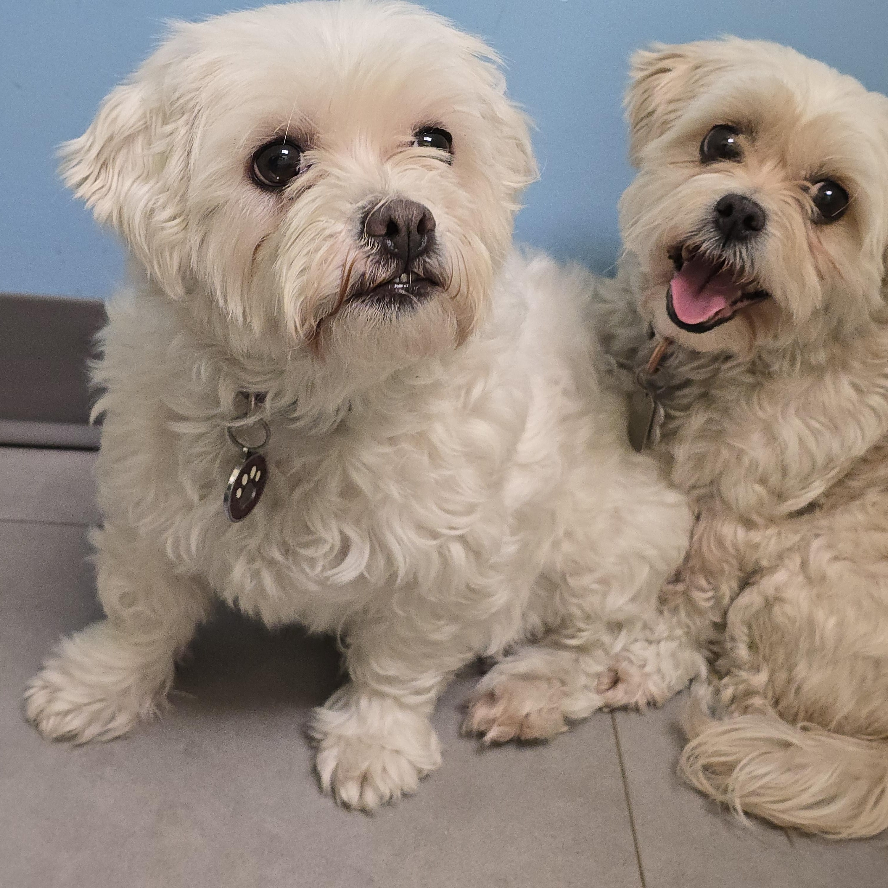 Sadie, born January 24, 2020, a Adoptable Shih Tzu in Lucknow, ON image 5/6