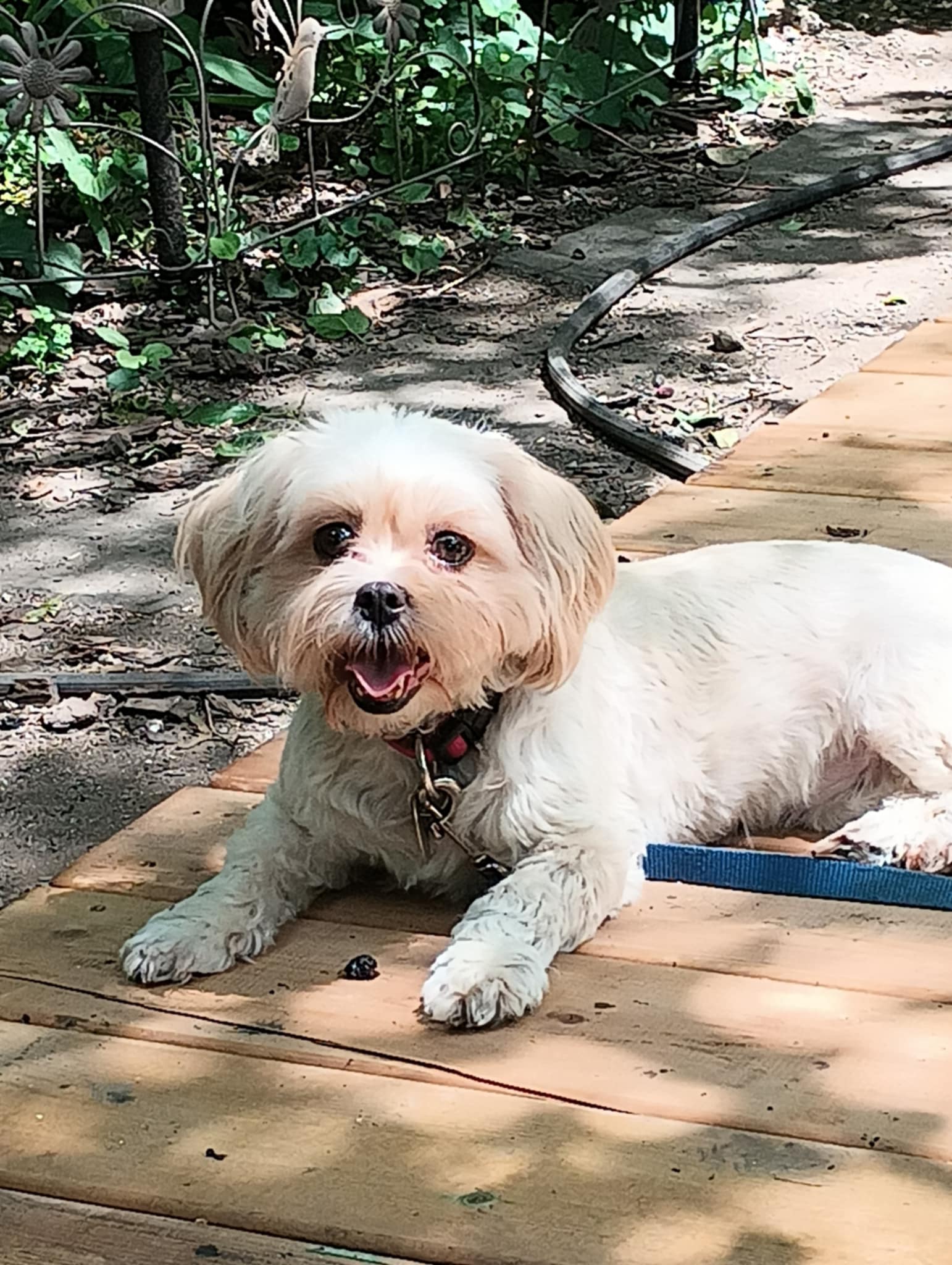 Sadie, born January 24, 2020, a Adoptable Shih Tzu in Lucknow, ON image 1/19