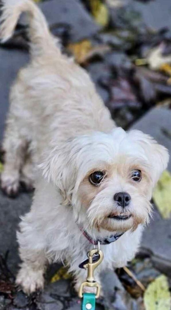 Enlarge Sadie, born January 24, 2020, a Adoptable Shih Tzu in Lucknow, ON image 18/19