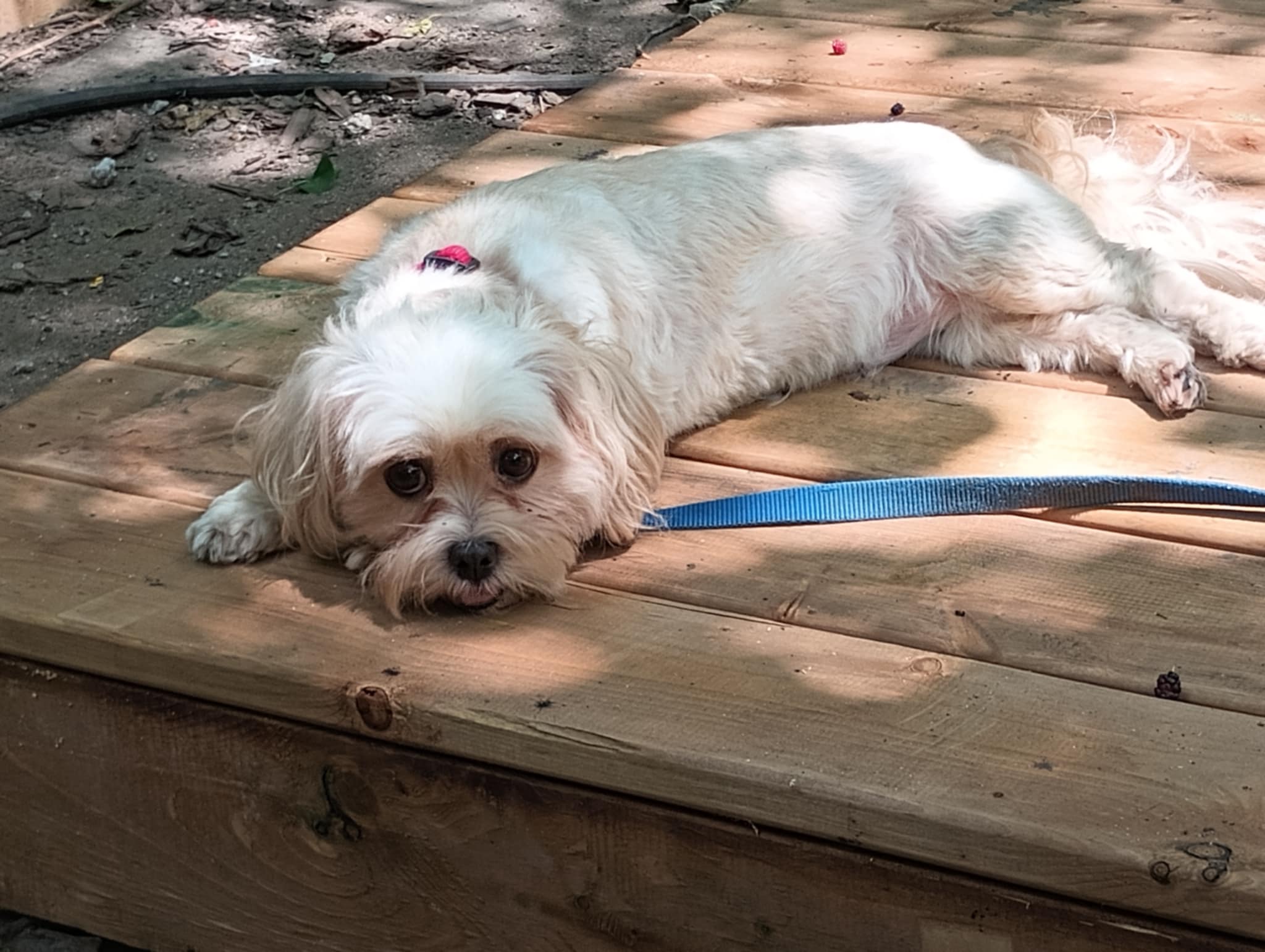 Enlarge Sadie, born January 24, 2020, a Adoptable Shih Tzu in Lucknow, ON image 19/19