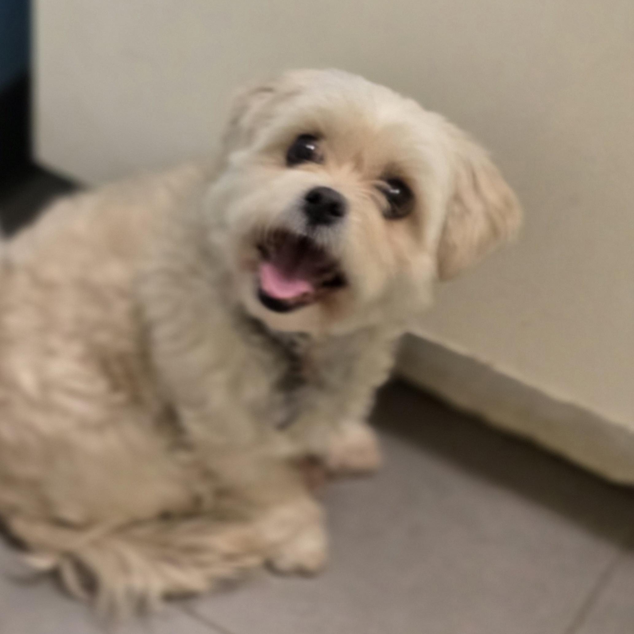 Sadie, born January 24, 2020, a Adoptable Shih Tzu in Lucknow, ON image 3/6