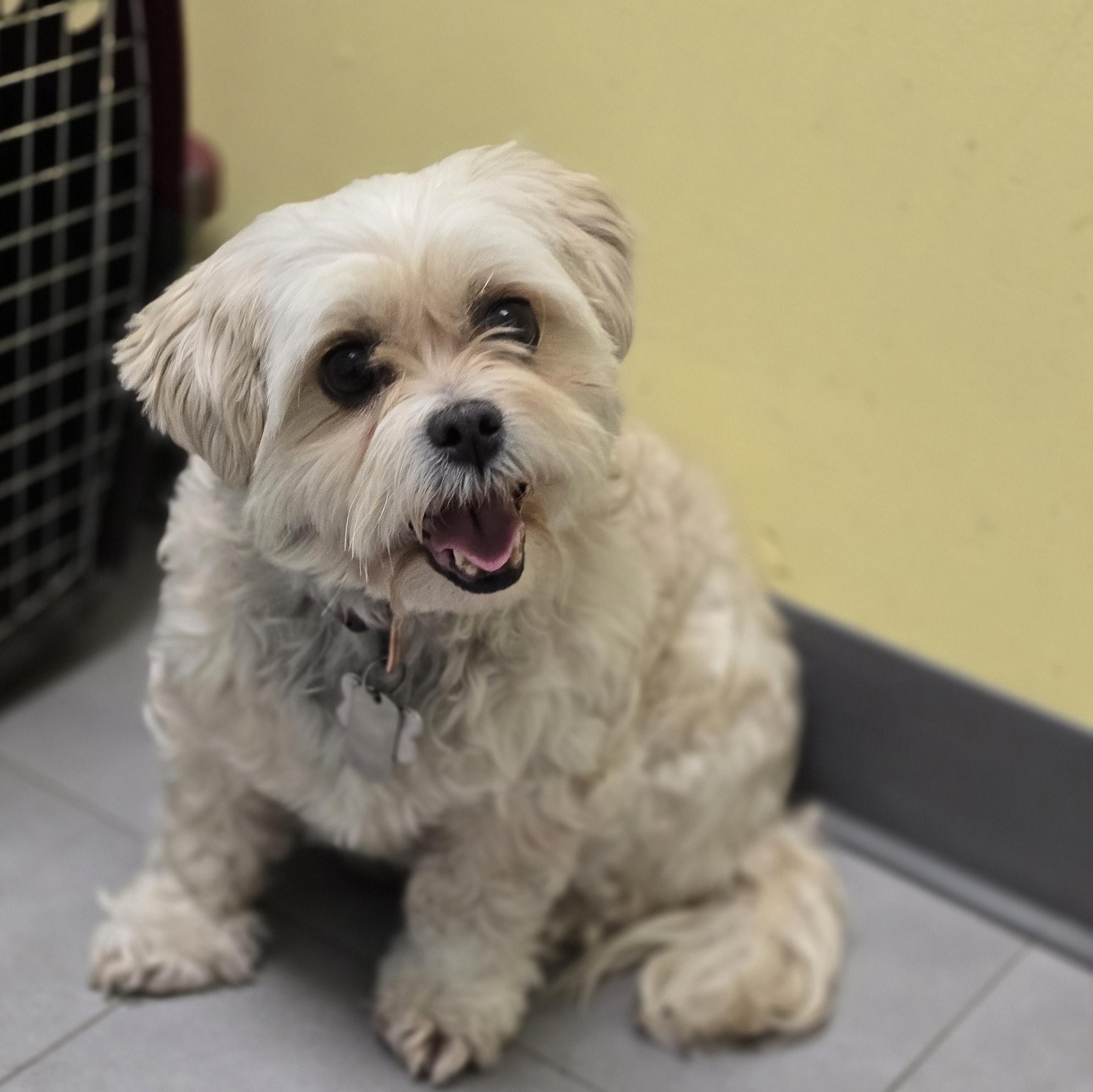 Sadie, born January 24, 2020, a Adoptable Shih Tzu in Lucknow, ON image 4/6