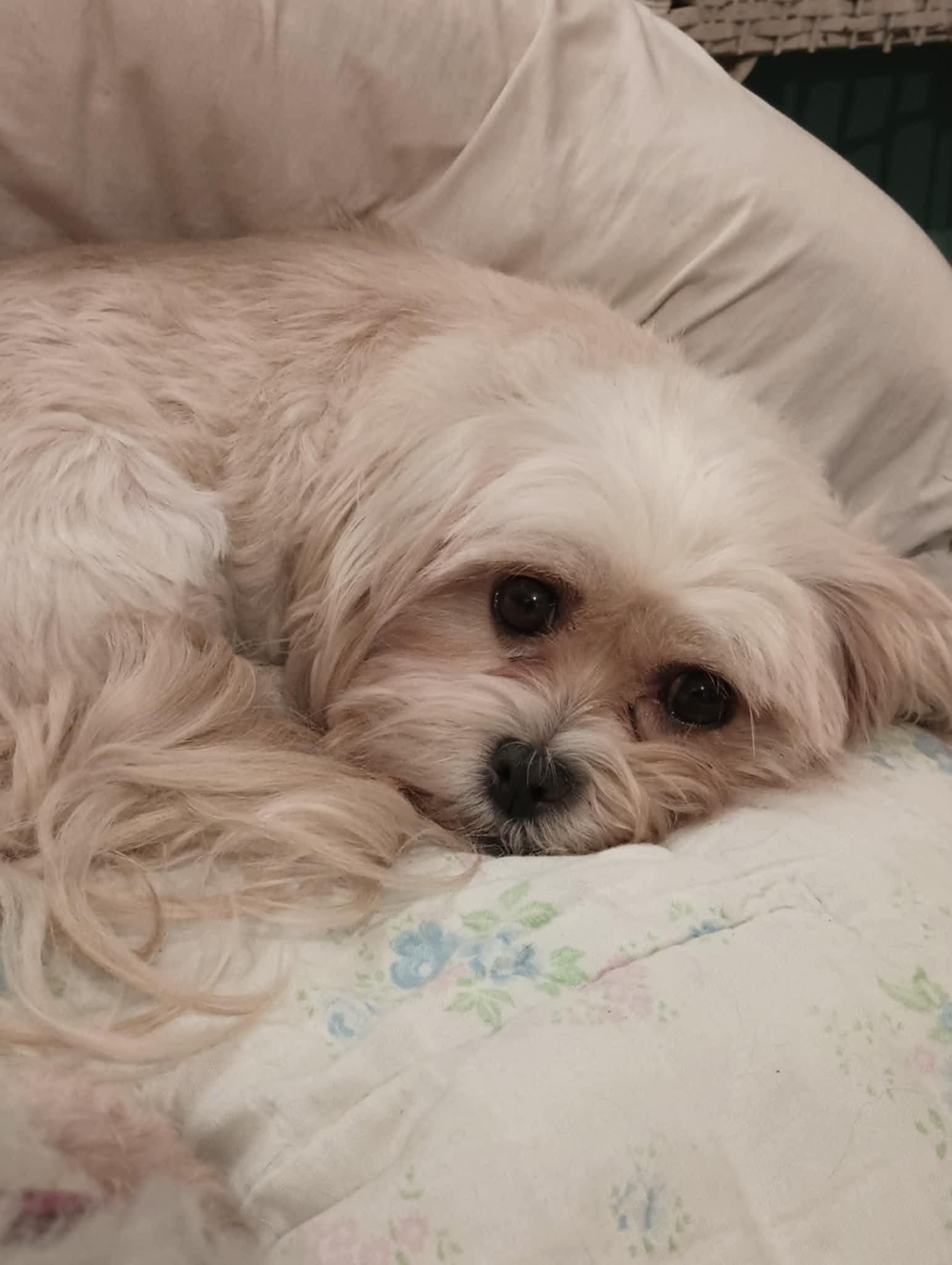 Enlarge Sadie, born January 24, 2020, a Adoptable Shih Tzu in Lucknow, ON image 5/6