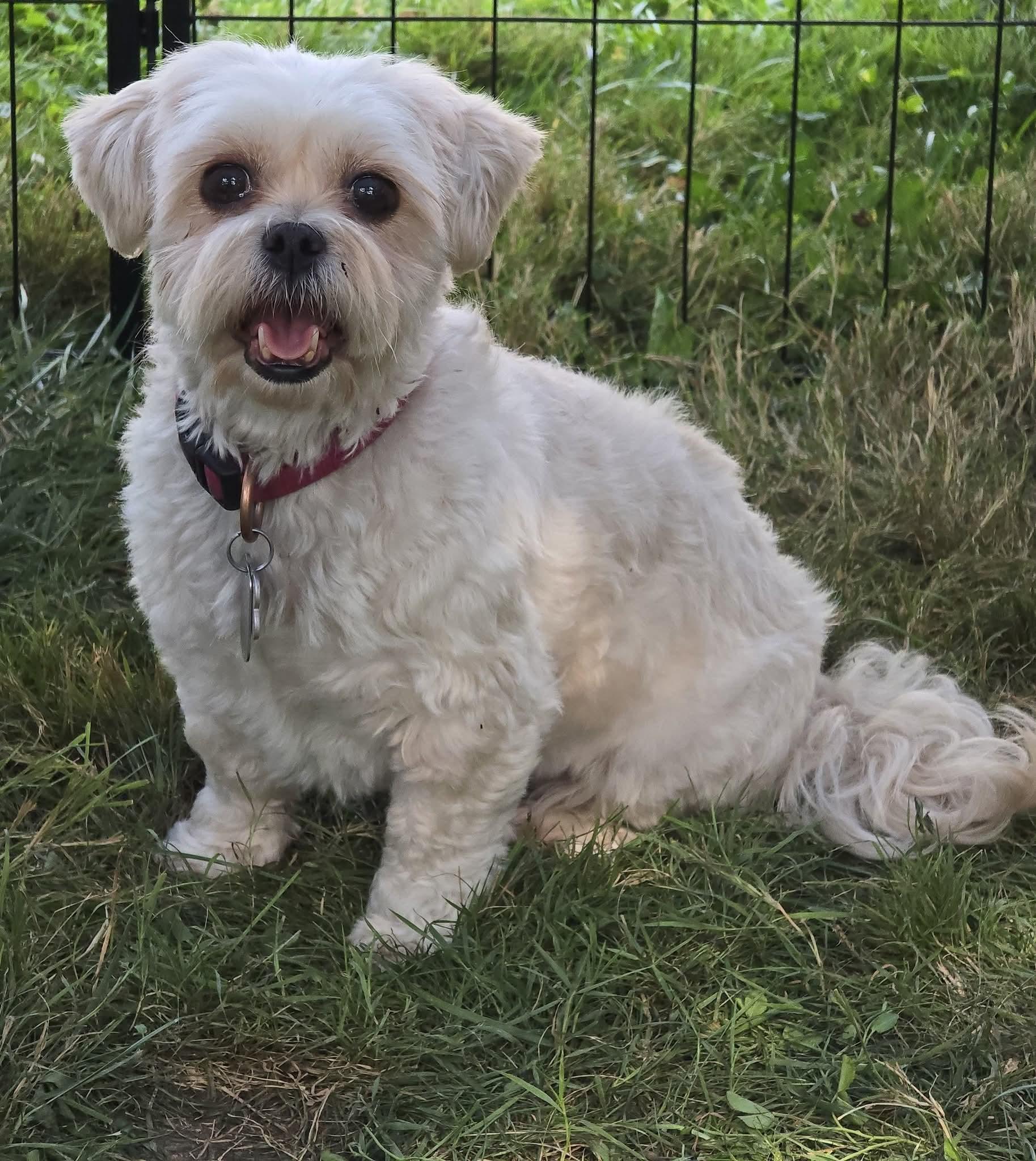 Enlarge Sadie, born January 24, 2020, a Adoptable Shih Tzu in Lucknow, ON image 6/6
