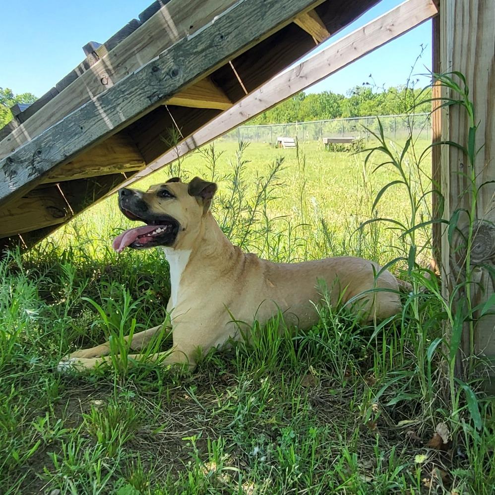 Enlarge Violet, a Adoptable Pit Bull Terrier in Bristol, IN image 1/6