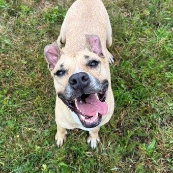 Enlarge Violet, a Adoptable Pit Bull Terrier in Bristol, IN image 2/6