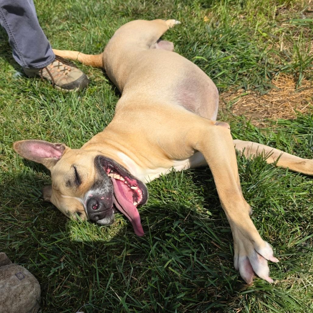 Enlarge Violet, a Adoptable Pit Bull Terrier in Bristol, IN image 2/6