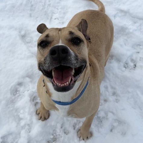 Enlarge Violet, a Adoptable Pit Bull Terrier in Bristol, IN image 3/6