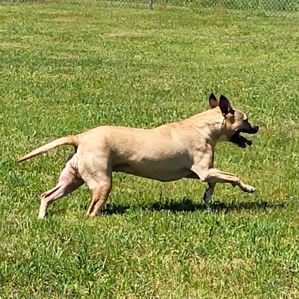 Enlarge Violet, a Adoptable Pit Bull Terrier in Bristol, IN image 4/6