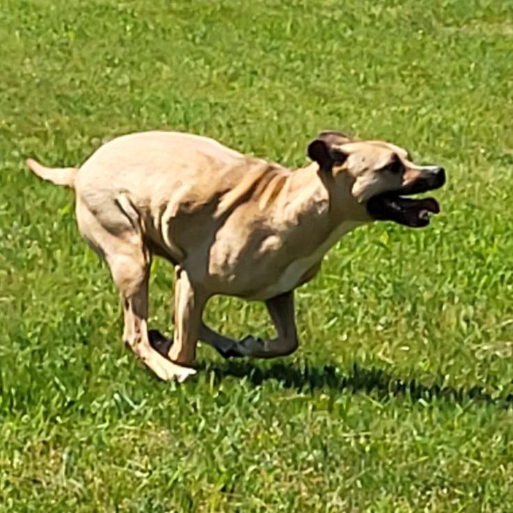 Enlarge Violet, a Adoptable Pit Bull Terrier in Bristol, IN image 5/6
