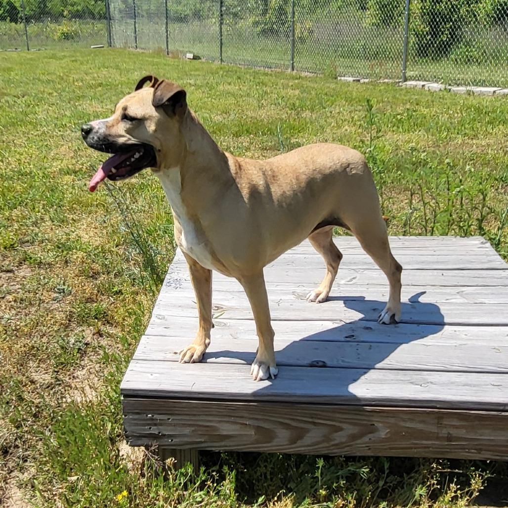 Enlarge Violet, a Adoptable Pit Bull Terrier in Bristol, IN image 6/6
