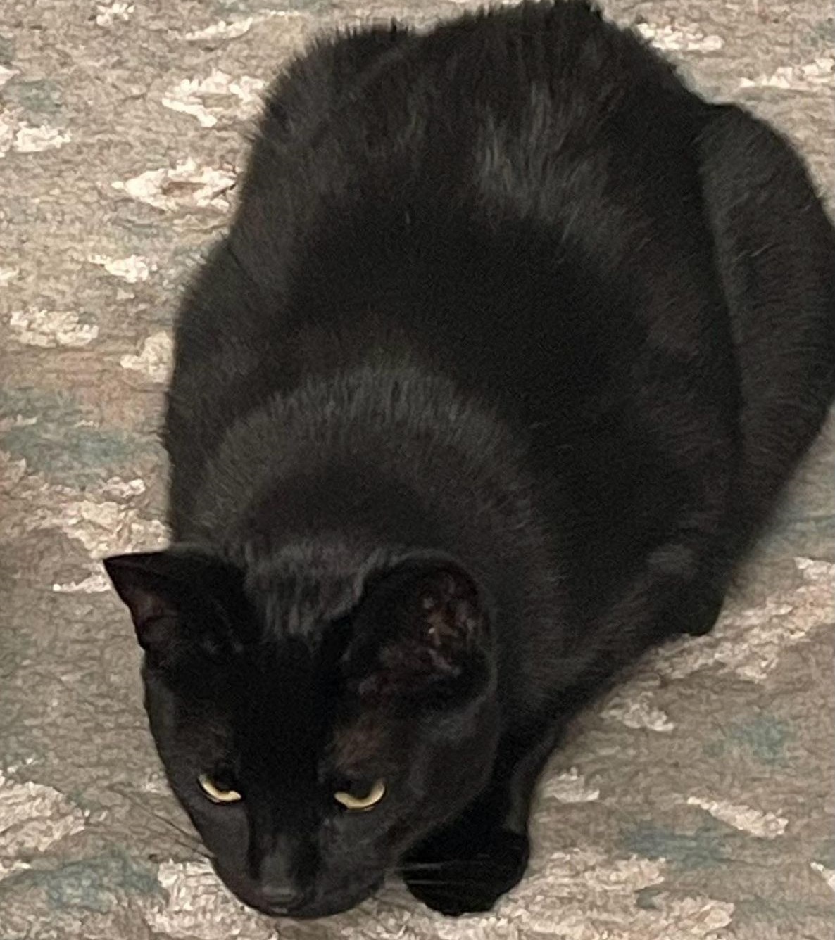 Callie (Bonded with Charly), a Adoptable Domestic Short Hair in Oakville, ON image 2/2