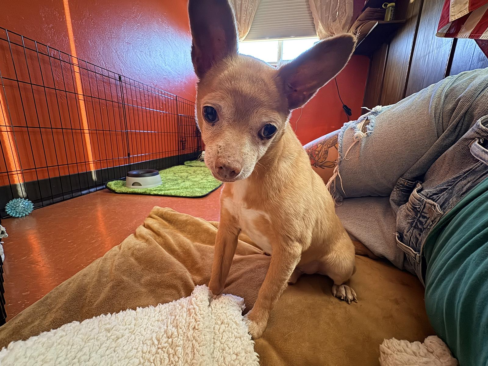 Chewy, Adoptable, Adult Male Chihuahua.