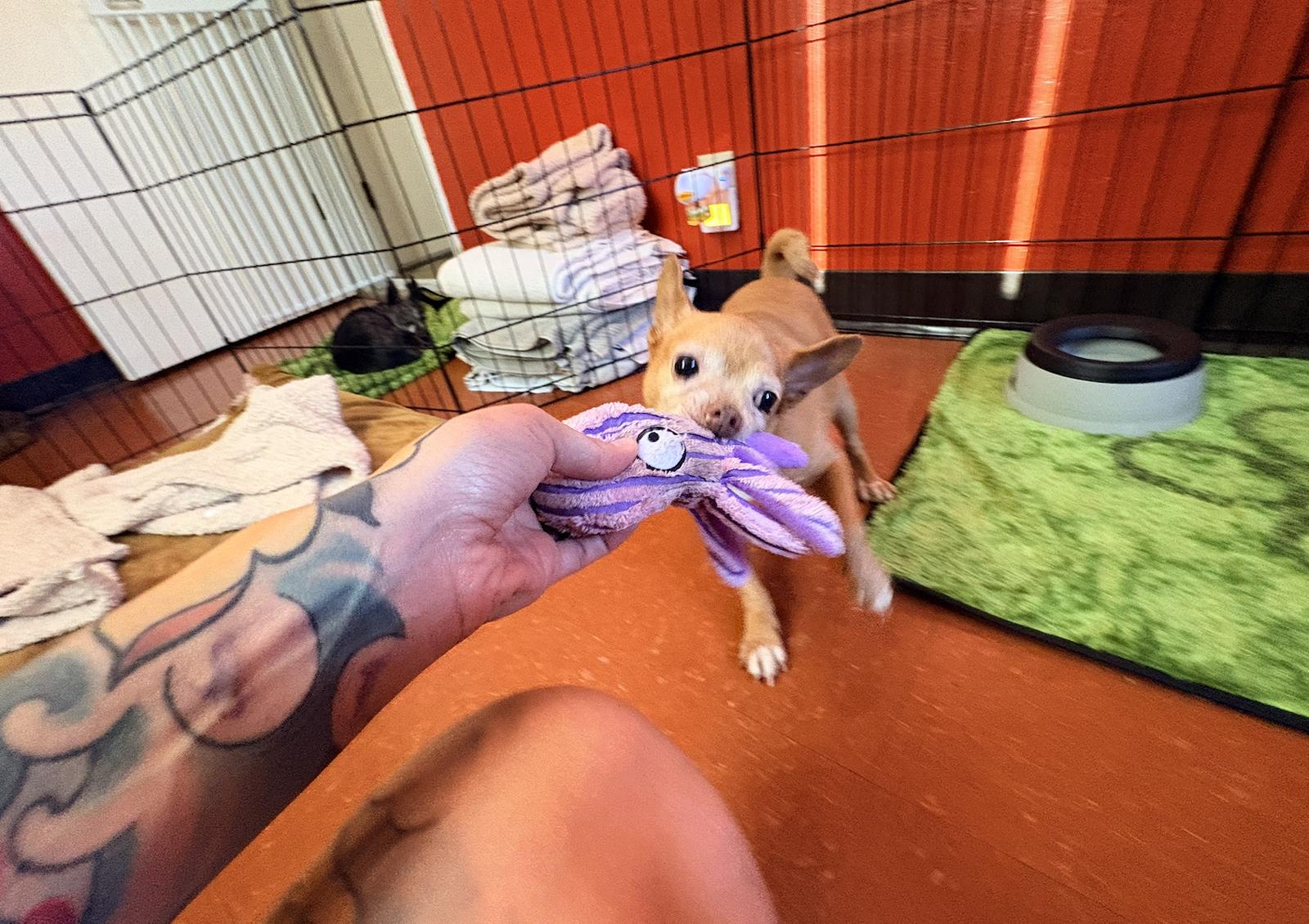 Enlarge Chewy, a Adoptable Chihuahua in Tucson, AZ image 2/3