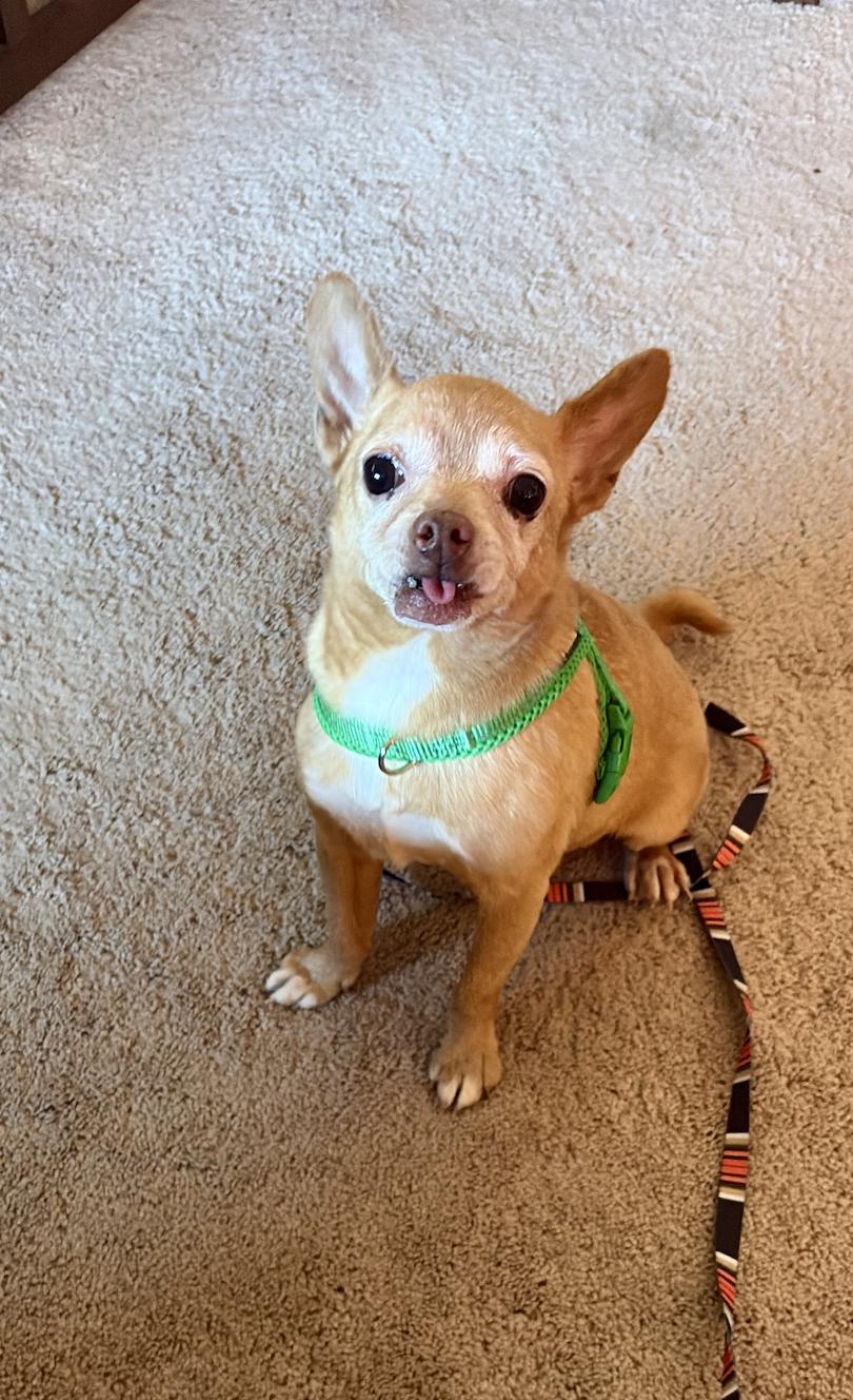 Enlarge Chewy, a Adoptable Chihuahua in Tucson, AZ image 3/3