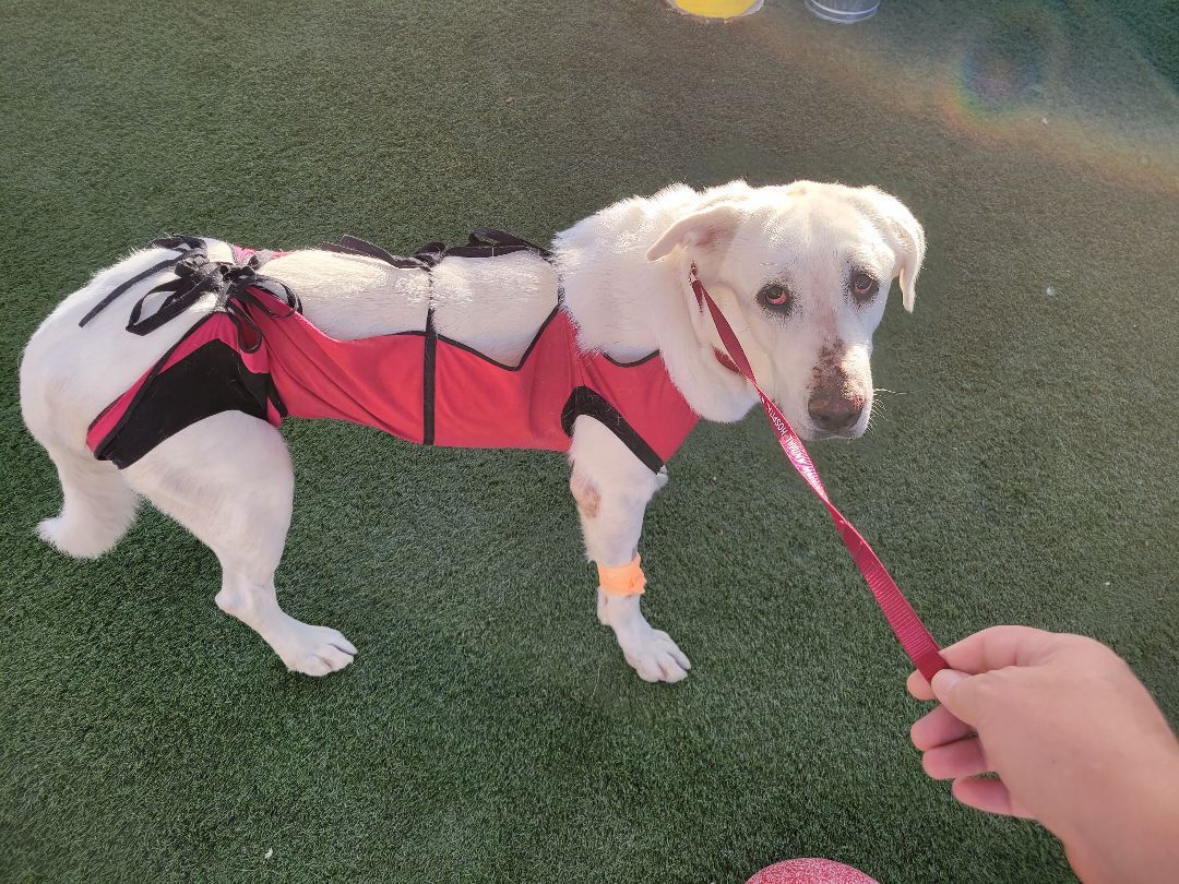 Nala, a Adoptable Great Pyrenees in Brea, CA image 2/6