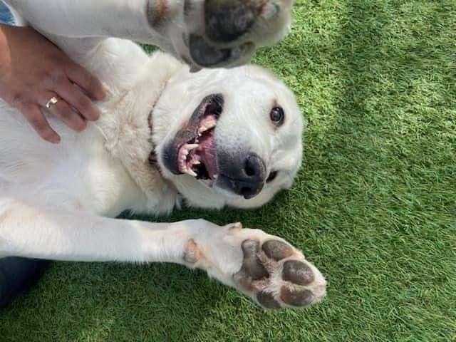 Nala, Adoptable, Adult Female Great Pyrenees.